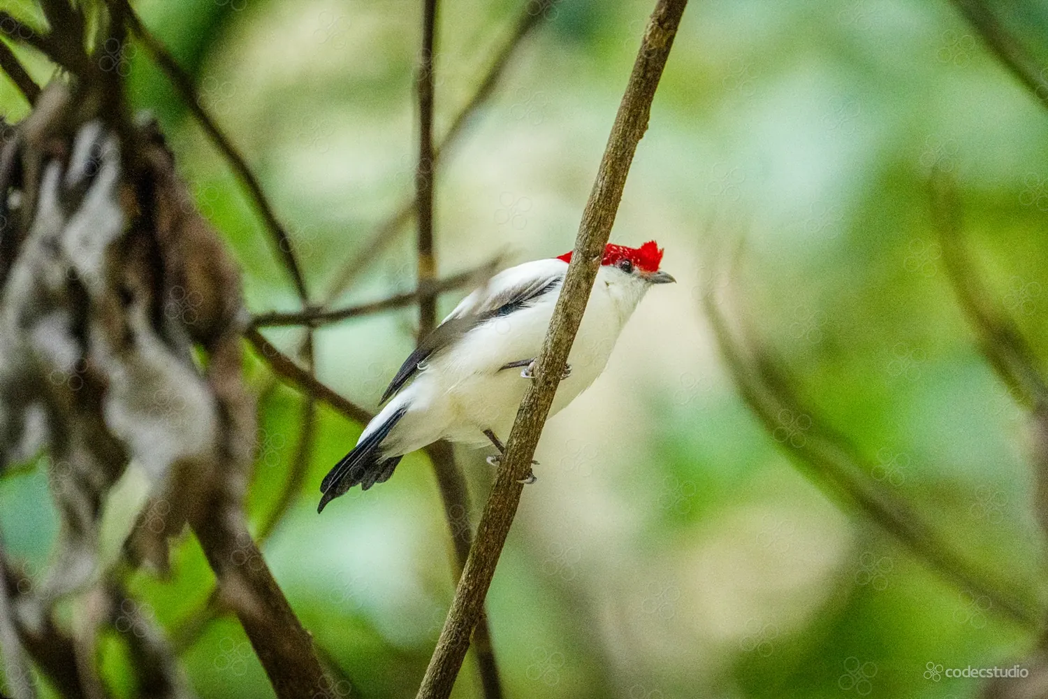 Soldadinho-do-araripe branco e preto, com a crista vermelha, pousado num galho