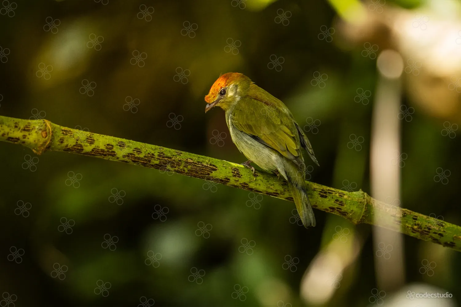 Soldadinho-do-araripe verde-oliva, com a cabeça alaranjada, num galho