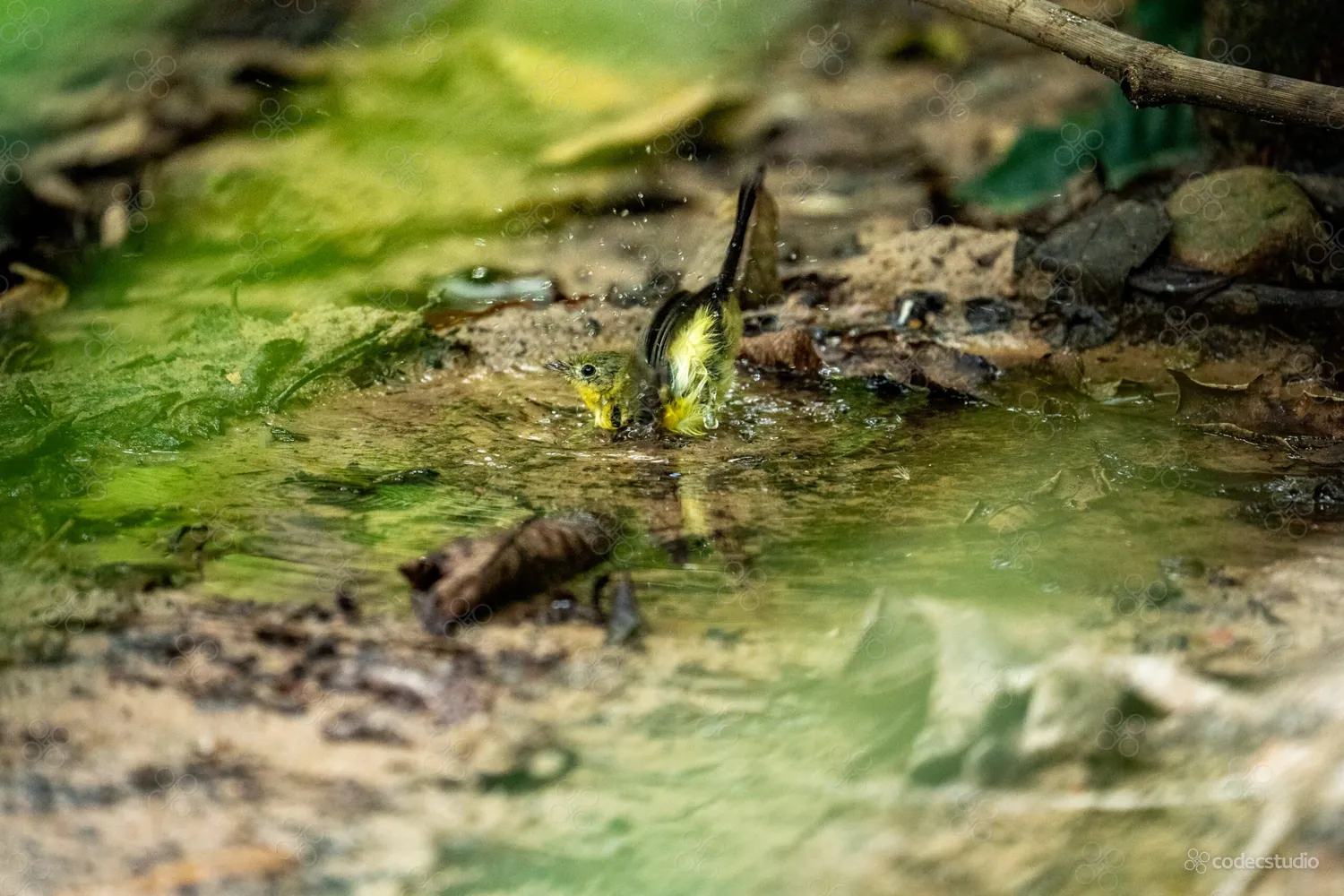 Soldadinhos-do-araripe tomando banho numa poça na mata