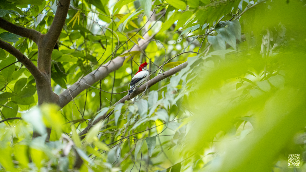 Soldadinho do Araripe